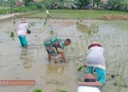 Dukung Ketahanan Pangan, Seda M Hidayat Bersama Kelompok Tani Tunas Muda 2 Tanam Padi Tahap 2 13 Dukung Ketahanan Pangan, Seda M Hidayat Bersama Kelompok Tani Tunas Muda 2 Tanam Padi Tahap 2