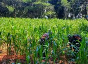 Tingkatkan Produktivitas Pertanian, Babinsa Koramil 0826-13 Pasean Bantu Warga Rawat Tanaman Jagung
