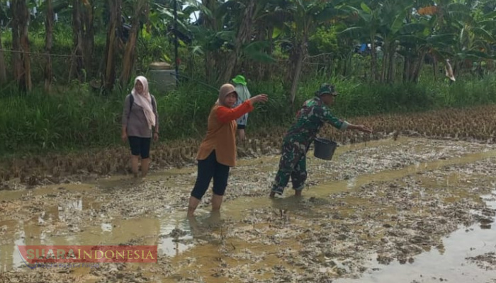 Babinsa Pademawu Dampingi Penyemaian Bibit, Sawah Siap Tanam