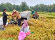 Dukung Ketahanan Pangan, Serma Kurnadi Bantu Petani Panen Padi 12 Dukung Ketahanan Pangan, Serma Kurnadi Bantu Petani Panen Padi