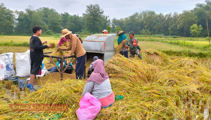 Serma Kurnadi Panen Padi, Bukti Nyata Dukung Ketahanan Pangan