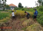 Babinsa Koramil 0826-11 Batumarmar Turun ke Sawah, Bantu Warga Panen Padi 10 Babinsa Koramil 0826-11 Batumarmar Turun ke Sawah, Bantu Warga Panen Padi