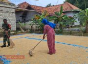 Babinsa Koramil 0826-01 Pamekasan Bantu Warga Jemur Hasil Panen Padi