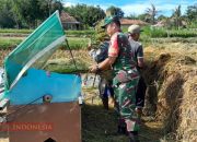 Penuh Semangat, Babinsa Koramil 0826-09 Pakong Turun ke Sawah Bantu Petani Panen Padi 8 Penuh Semangat, Babinsa Koramil 0826-09 Pakong Turun ke Sawah Bantu Petani Panen Padi