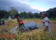 Koramil 0826-05 Larangan Terjun ke Sawah, Bantu Petani Panen Padi 7 Koramil 0826-05 Larangan Terjun ke Sawah, Bantu Petani Panen Padi