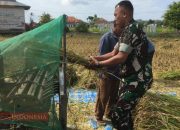 Babinsa Desa Bajang Dampingi Petani Panen Padi di Kecamatan Pakong 13 Babinsa Desa Bajang Dampingi Petani Panen Padi di Kecamatan Pakong
