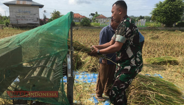 Babinsa Desa Bajang Dampingi Petani Panen Padi di Kecamatan Pakong