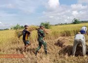 Babinsa Koramil 0826-06 Pademawu Sinergi Bersama Petani Panen Padi di Desa Bunder