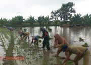 Serma M. Slamet Bersama PPL dan Poktan Melati 7 Laksanakan Tanam Padi Tahap 2
