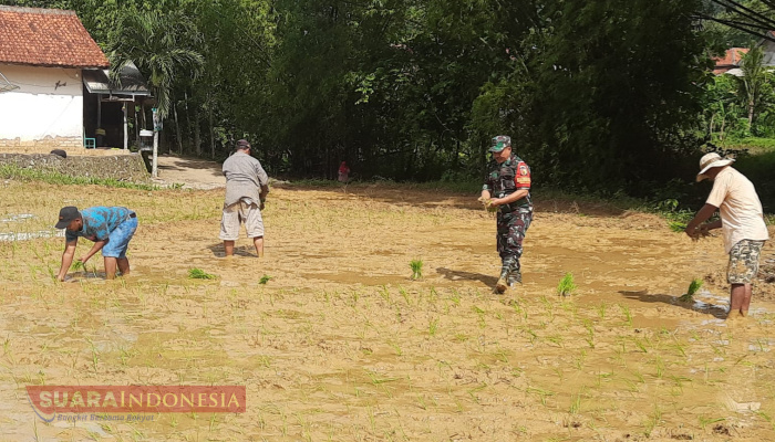 Babinsa Waru Timur Terjun ke Sawah, Bantu Warga Tanam Padi Tahap II