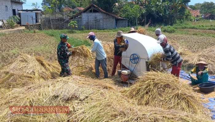 Dorong Peningkatan Ketahanan Pangan, Babinsa Larangan Slampar Dampingi Petani Padi