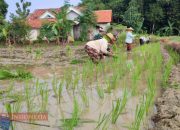 Tumbuhkan Semangat Petani, Serma Masagung Terjun ke Sawah Lakukan Penanaman Padi Tahap 2