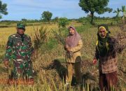 Babinsa Pademawu Timur Bersama PPL dan Poktan Suka Makmur Laksanakan Ubinan Padi