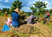 Babinsa Koramil 0826-02 Tlanakan Sertu A. Supriyadi Terjun ke Sawah Bantu Petani Panen Padi 8 Babinsa Koramil 0826-02 Tlanakan Sertu A. Supriyadi Terjun ke Sawah Bantu Petani Panen Padi