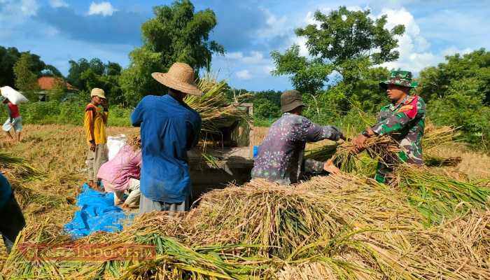Babinsa Koramil 0826-02 Tlanakan Sertu A. Supriyadi Terjun ke Sawah Bantu Petani Panen Padi