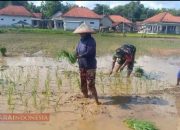 Tumbuhkan Semangat Bertani, Koptu Andri Mei Trisna Terjun ke Sawah Tanam Padi Bersama Warga