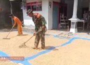 Kopda Abdurahman Jalin Kedekatan Lewat Komsos, Bantu Warga Jemur Padi di Desa Buddih 10 Kopda Abdurahman Jalin Kedekatan Lewat Komsos, Bantu Warga Jemur Padi di Desa Buddih