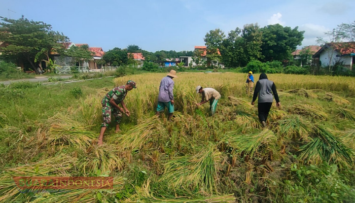Wujud Kepedulian Babinsa pada Petani, Sertu Kusnadi Bantu Warga Panen Padi