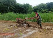Serda Ach. Kusairi Bantu Bajak Sawah untuk Tanam Padi Tahap Kedua di Pakong