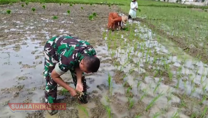 Babinsa Desa Tanjung Turut Serta dalam Penanaman Padi Kedua