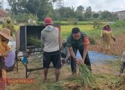 Tunjukkan Kepedulian, Sertu Adi Kusnandar Terjun ke Sawah Bantu Warga Panen Padi