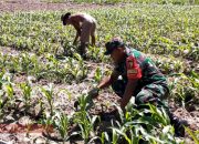 Tumbuhkan Semangat Bertani, Babinsa Waru Dukung Petani