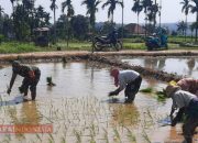 Wujudkan Ketahanan Pangan, Sertu Iwan Ripto Bersama Poktan Ampera Tanam Padi
