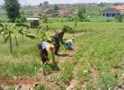 Dukung Ketahanan Pangan Nasional, Babinsa Batu Bintang Bantu Rawat Tanaman Jagung