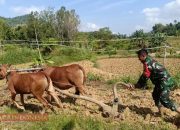 Babinsa Koramil 0826-09 Pakong Bantu Bajak Sawah Siapkan Lahan Untuk Masa Tanam Kedua