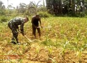 Dukung Petani, Babinsa Desa Pamaroh Bantu Rawat Tanaman Jagung