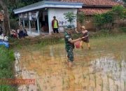 Dukung Ketahanan Pangan Nasional, Babinsa Koramil 0826-09 Pakong Bantu Warga Memupuk Padi