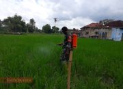 Cegah Hama, Babinsa Koramil 0826-09 Pakong Bantu Petani Semprot Padi di Desa Banban