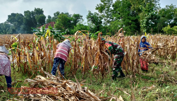 Tumbuhkan Semangat Bertani, Serda Abdussalam Bantu Warga Panen Jagung
