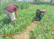 Sertu Hasibuddin Dampingi Petani Jagung di Desa Bindang