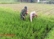 Babinsa Durbuk Terjun ke Sawah Bantu Petani Bersihkan Hama Rumput