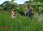 Babinsa Koramil Waru Bantu Petani Lakukan Pemupukan Padi di Desa Waru Timur