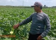 Budidaya Tanaman Okra Kian Berkembang di Blora, Berpotensi Jadi Komoditas Ekspor