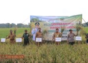 Dorong Ketahanan Pangan, Bupati Blora Panen Bersama Peserta Sekolah Lapang Padi di Jepon