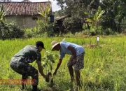 Wujud Kepedulian Lingkungan, Babinsa Serma Sufriyadi Tanam Pohon Mahoni Bersama Warga