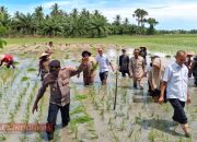 Dinas Pertanian Aceh Utara Usulkan Cetak Sawah Baru di 8 Kecamatan untuk Penguatan Ketahanan Pangan
