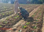 Babinsa Palengaan Laok Bantu Warga Rawat Tanaman Tembakau, Dorong Kesejahteraan Petani