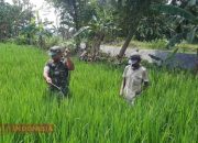 Tingkatkan Produktivitas Pertanian, Sertu Iwan Ripto Bantu Petani Lakukan Penyemprotan Tanaman Padi