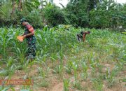 Bantu Petani Dalam Pemupukan Tanaman Jagung, Serda Zuhri Dukung Ketahanan Pangan