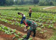 Tingkatkan Kesejahteraan Petani di Desa Palalang, Koptu Abd Kholik Bantu Warga Rawat Tanaman Tembakau