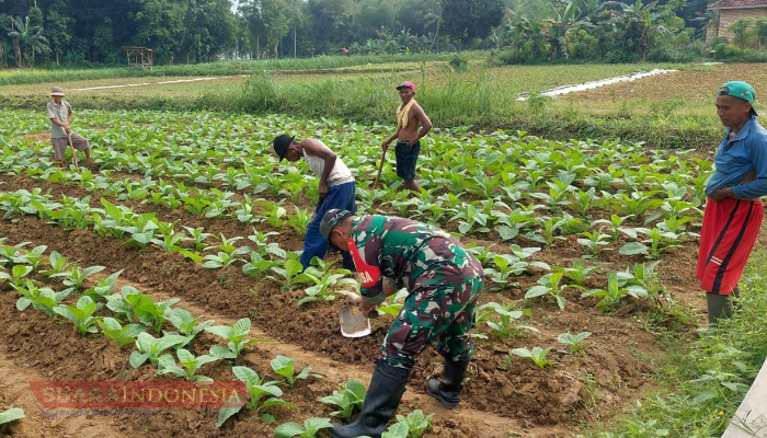 Tingkatkan Kesejahteraan Petani di Desa Palalang, Koptu Abd Kholik Bantu Warga Rawat Tanaman Tembakau