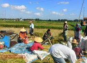 Babinsa Koramil Proppo Terjun Langsung Bantu Panen Padi Tahap Kedua di Pamekasan