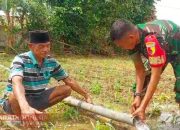 Babinsa Bandungan Turun ke Sawah, Bantu Petani Salurkan Air untuk Tanaman Jagung