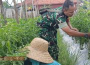 Komsos Dengan Petani Cabai, Serka Tomy Beri Dukungan Moral Untuk Penguatan Ekonomi Masyarakat