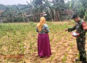 Wujudkan Ketahanan Pangan, Babinsa Desa Pegantenan Bantu Petani Memupuk Jagung