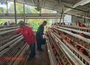 Dukung UMKM Warga Binaan, Babinsa Blumbungan Komsos dengan Peternak Ayam Petelur